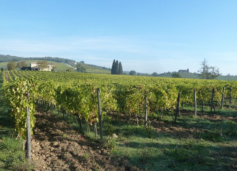 Castelnuovo Berardenga Vigneto del Chianti