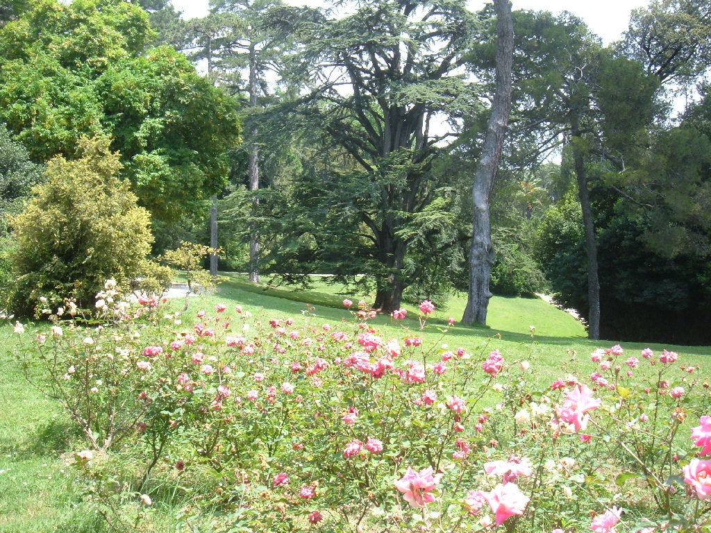Blog di anna qui si parla di un giardino, dei suoi fiori e delle ...