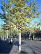 Via delle Rose