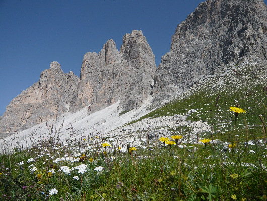 Flora ai piedi delle Tre Cime di Lavaredo