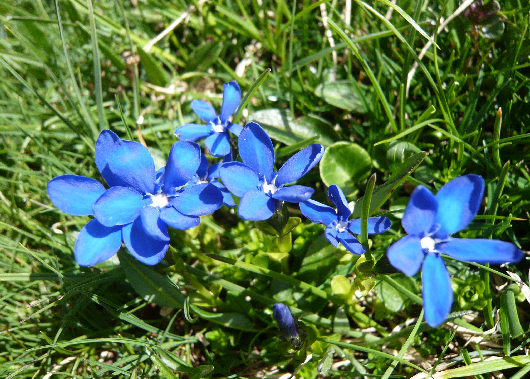 Genziana ai piedi delle Tre_Cime di Lavaredo