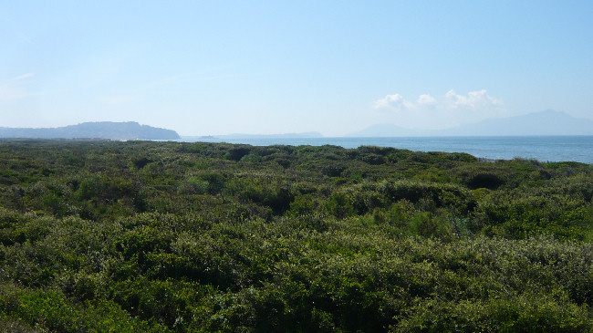 Foresta di Cuma