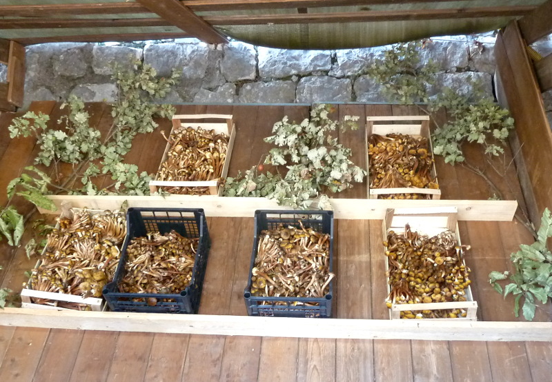Funghi della Sagra di Cusano_Mutri