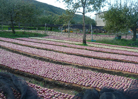 Produzione di Mele_Annurca a Valle di Maddaloni