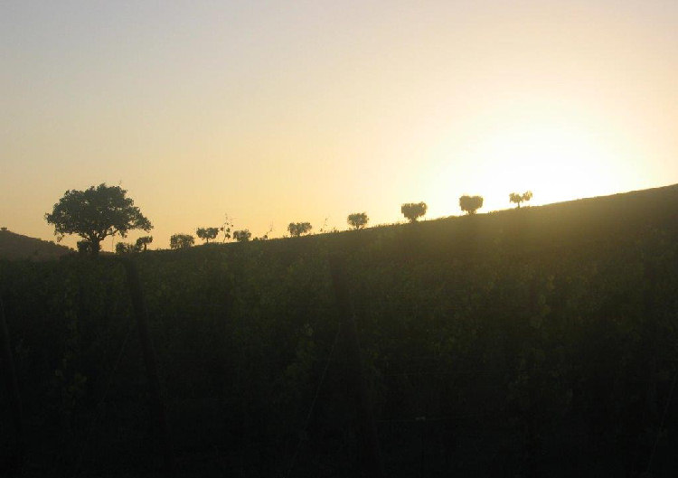 Vigneti Moie