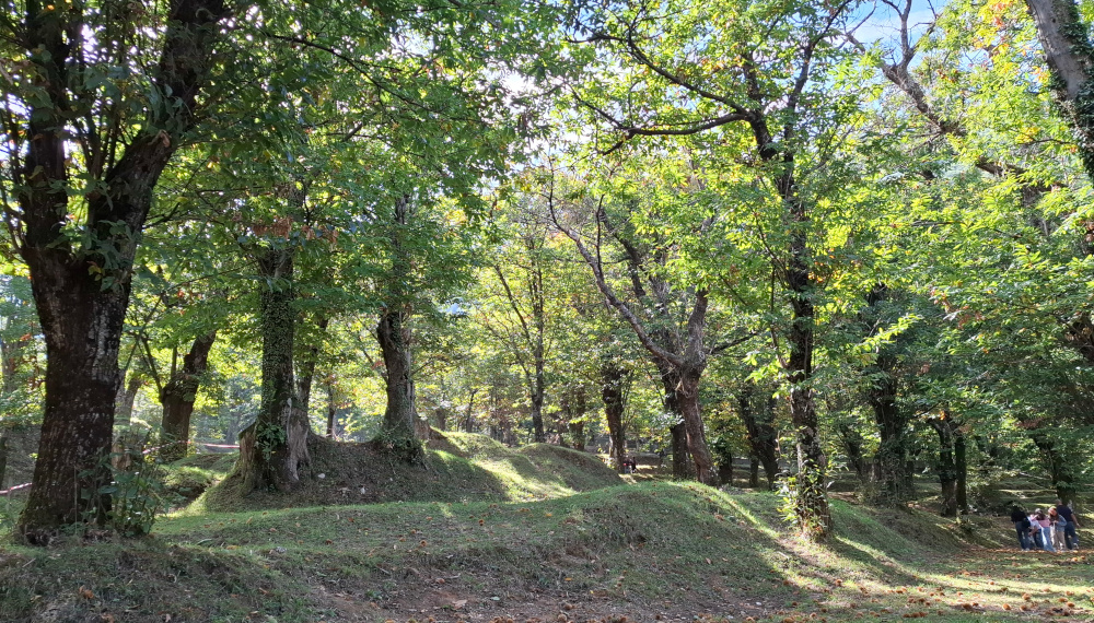 Castagneto di Serino