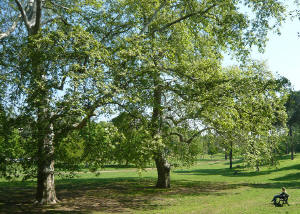 Giardini di Villa_Borghese