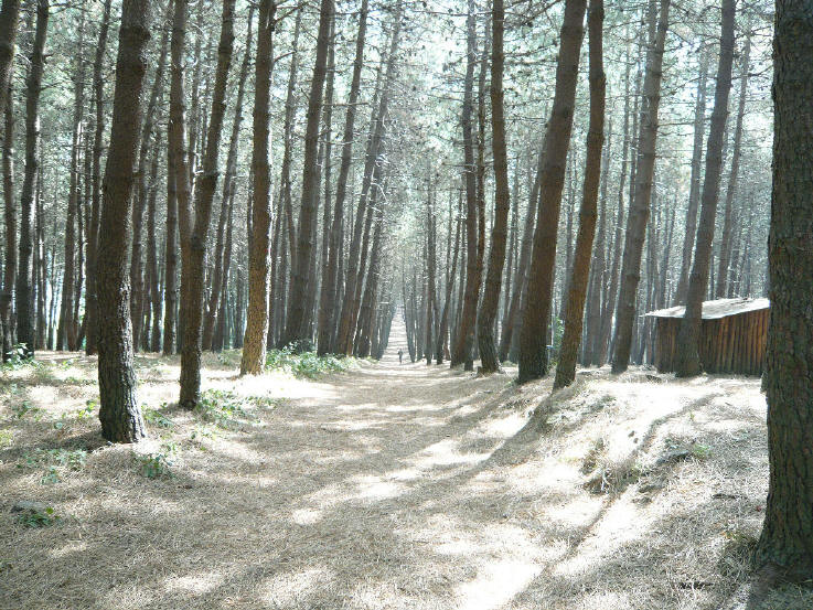 Sorrento Pineta wwf