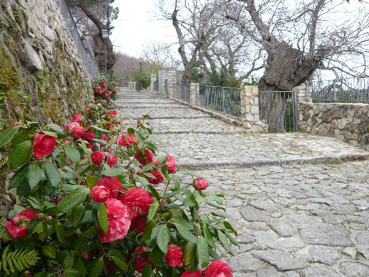 Stradina del Centro storico di Marciana