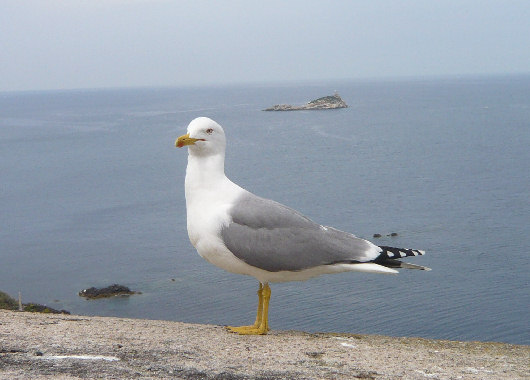 Gabbiano