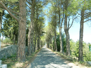 Campobasso Viale della Rimembranza