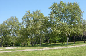 Boschetto di Villa_Borghese