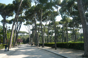 Pini marittimi in Villa_Borghese