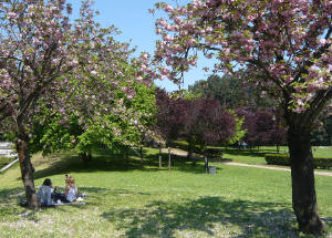 Parco di Villa_Borghese