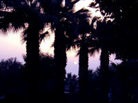 Palme presso piazza Santa Maria del Lauro