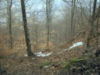 Faggeta di Faito in inverno