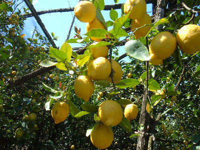 Limoneto massese